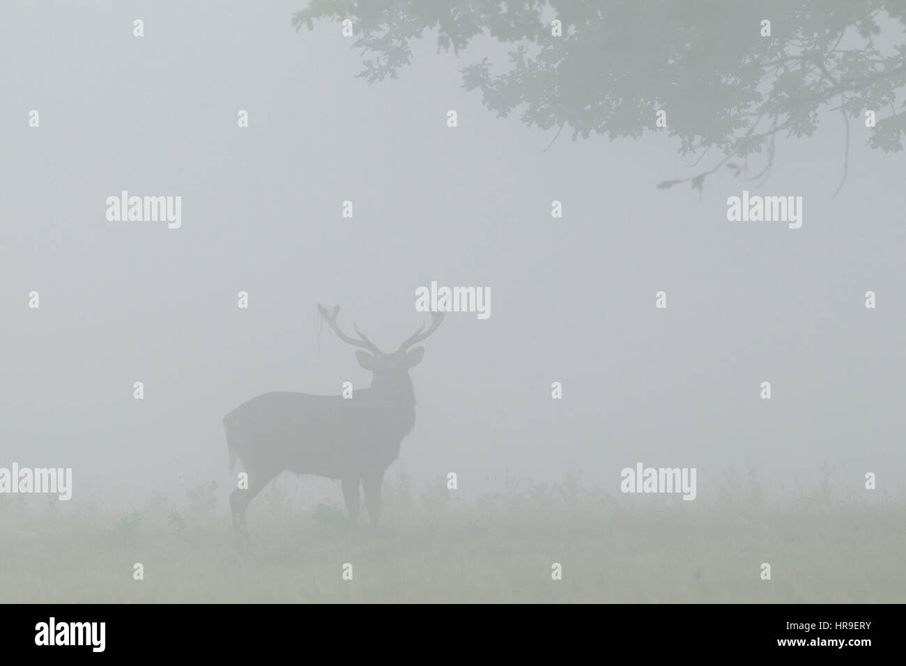 Sika Rotwild (Cervus Nippon) eingeführten Arten, Reife Hirsch in dichtem Nebel, Studley Royal, North Yorkshire, England, Oktober Stockfoto