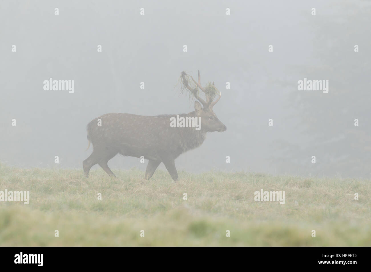Sika Hirsch (Cervus Nippon) eingeführten Arten, reife Hirsch gehen mit Gras im Geweih, im dichten Nebel, Studley Royal, North Yorkshire, England, Octob Stockfoto