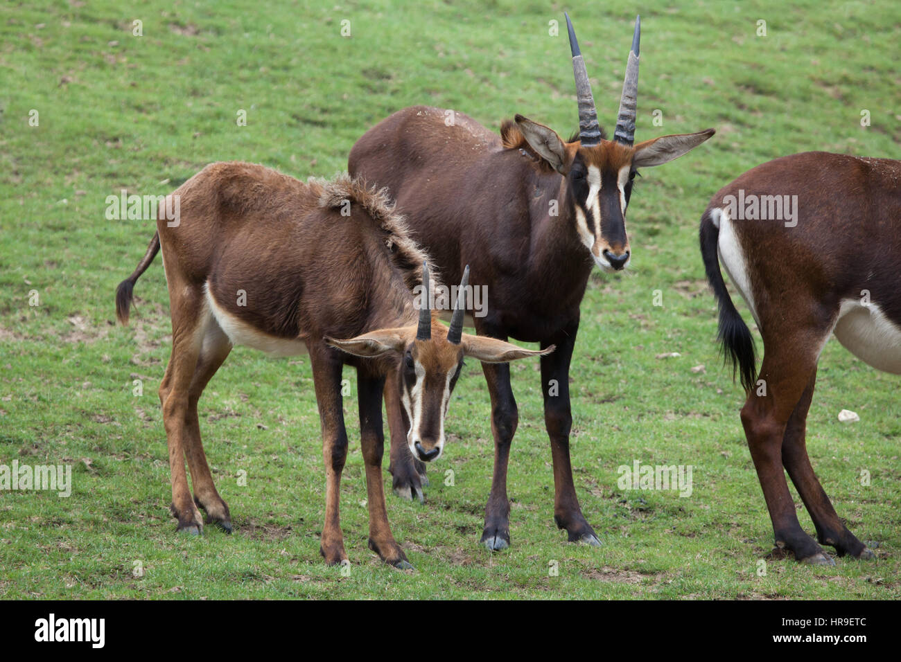 Rappenantilope (Hippotragus Niger), auch bekannt als die schwarze Antilope. Stockfoto