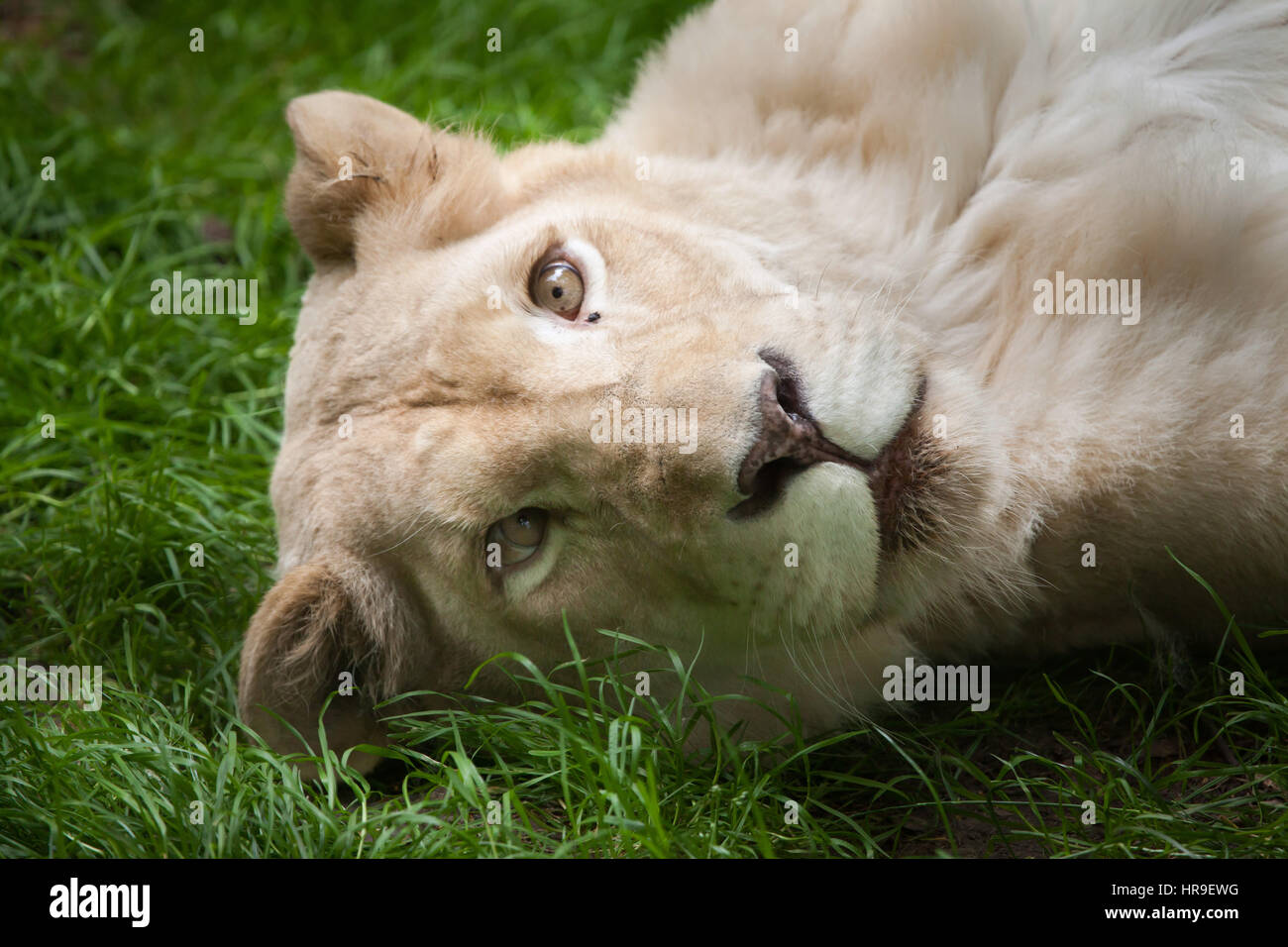 Weiblicher weißer Löwe (Panthera Leo Krugeri). Weiße Löwen sind die Farbe Mutation von der Transvaal-Löwe (Panthera Leo Krugeri), auch bekannt als der Kalahari Stockfoto