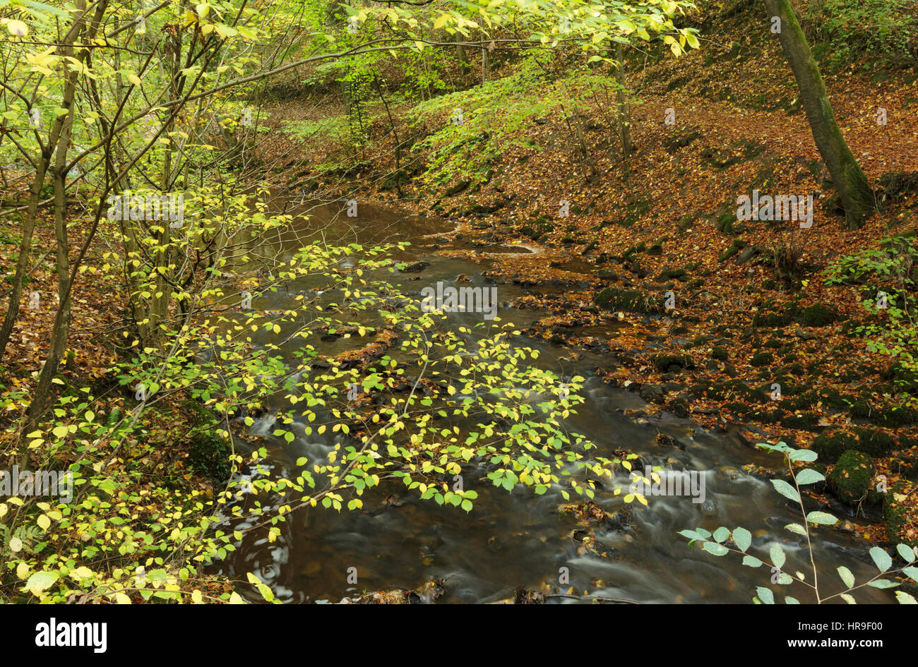 Gemeinsame Hasel (Corylus Avellana) im Herbst Farbe, Eller Beck, Skipton Woods, Skipton, North Yorkshire, England, Oktober Stockfoto