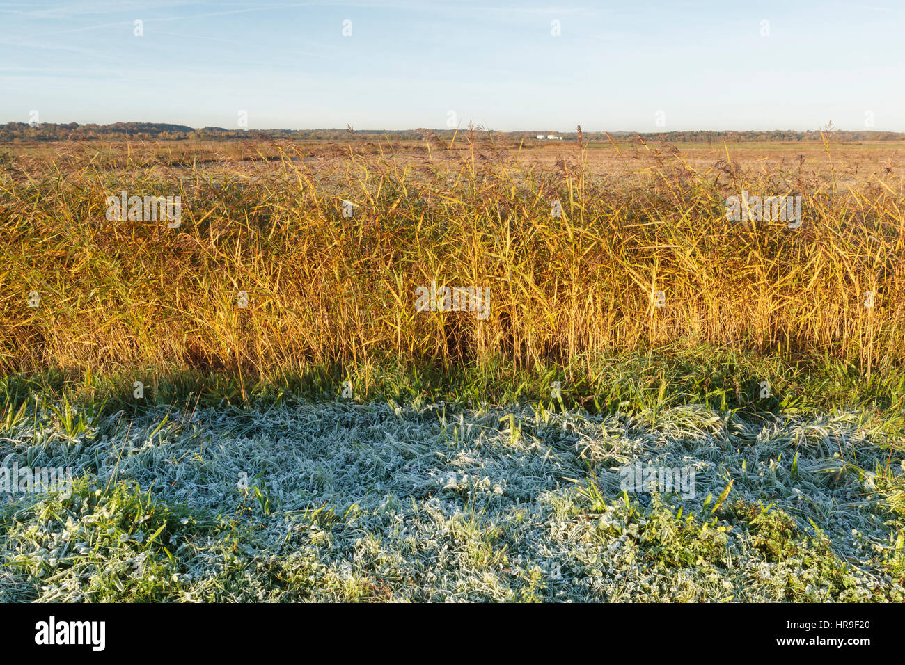 Frosted Gras und Schilf (Phragmites australis) in der Dämmerung, am Gelände des ehemaligen Tagebaus Coal Mine, st. aidans RSPB Reservat, West Yorkshire, England, Stockfoto