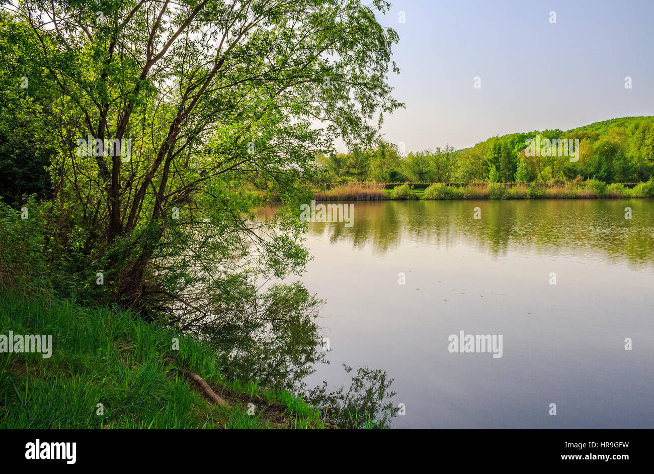 Bäume in der Morgensonne in der Nähe von einem Teich im Stadtpark Stockfoto