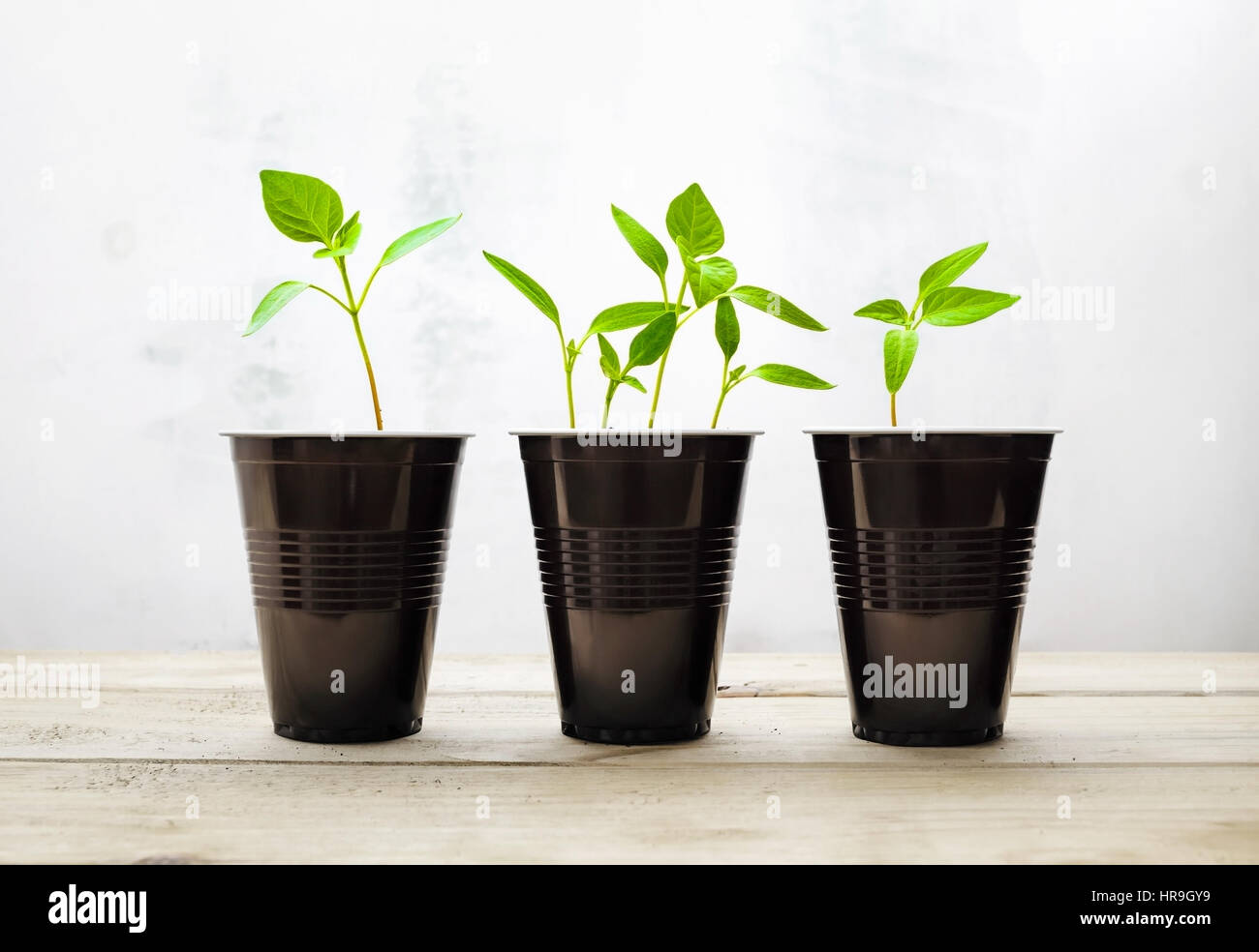 Kleine grüne Sprossen. Pflanzen in Plastikbechern auf Holztisch. Konzept des Umweltschutzes. Stockfoto