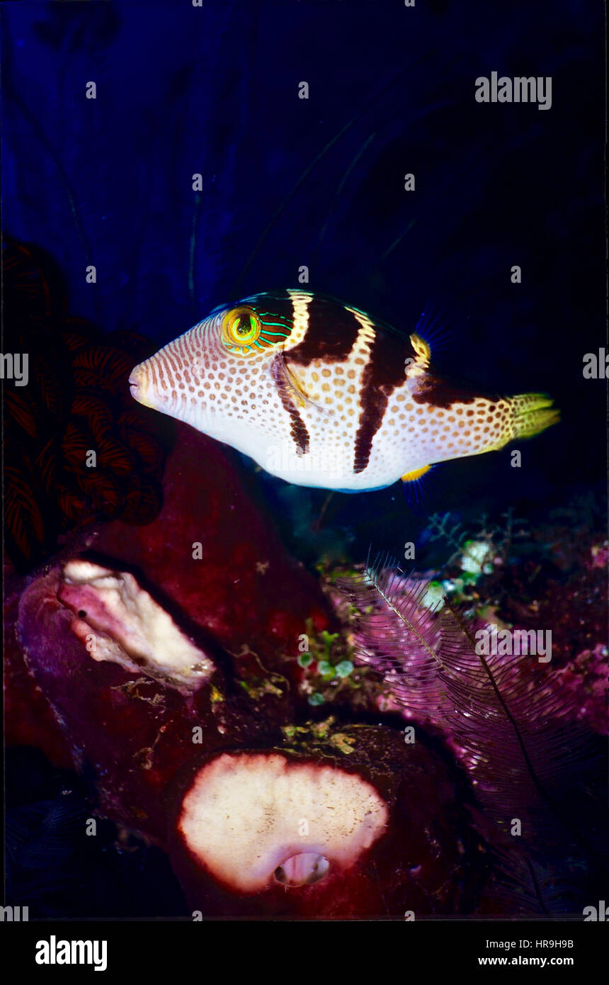 Ein gesattelter Toby (Canthigaster Valentini) in der Nähe von Coral Reef: einen schönen Fisch von bemerkenswerten Muster und Farben. Fotografiert im balinesischen Gewässer. Stockfoto