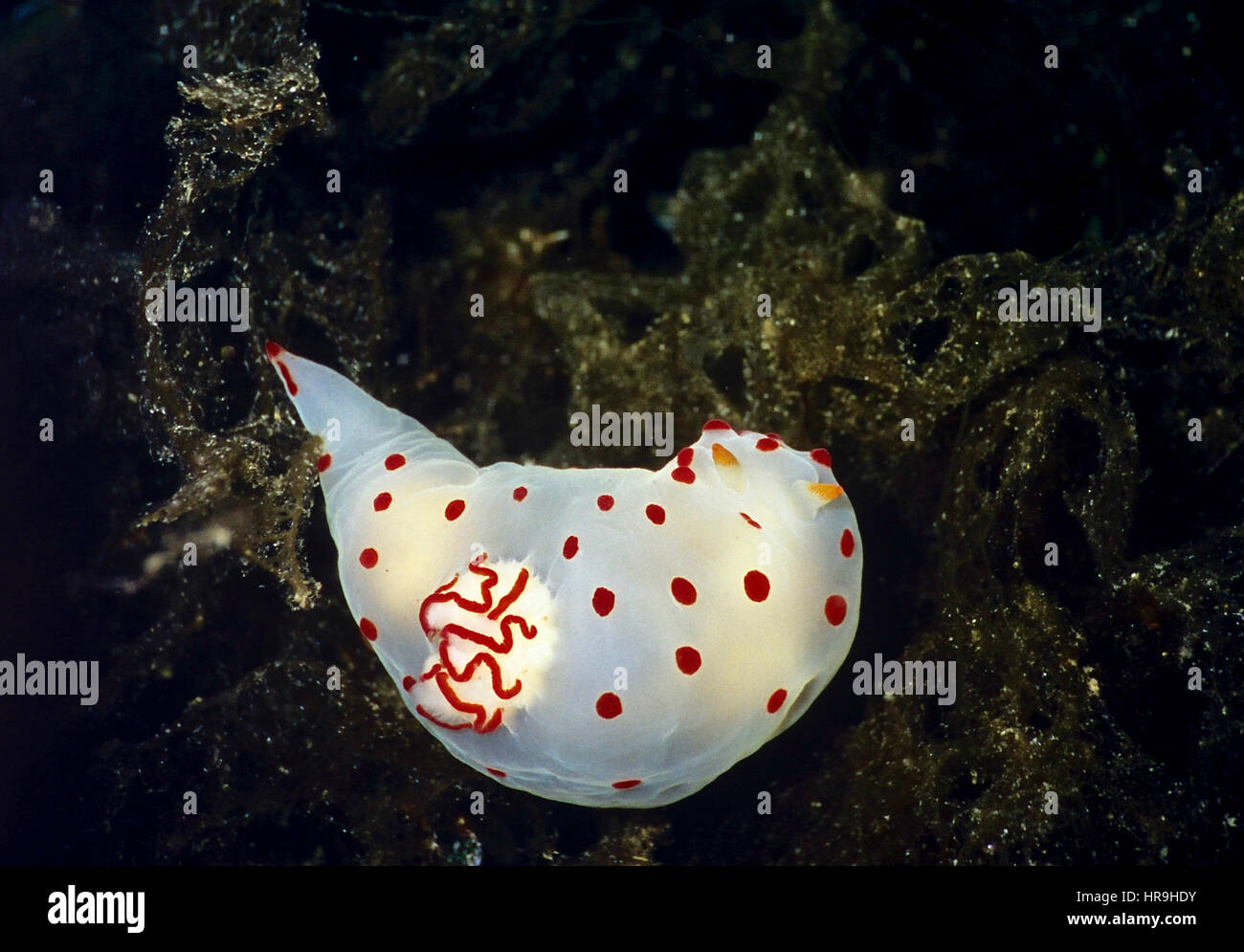 Land-Schnecken sind in der Regel nicht schön sein, aber marine Schnecken- oder Nacktschnecken - sind die Juwelen des Meeres. Diesein (Gymnodoris Ceylonica) macht den Punkt. Stockfoto