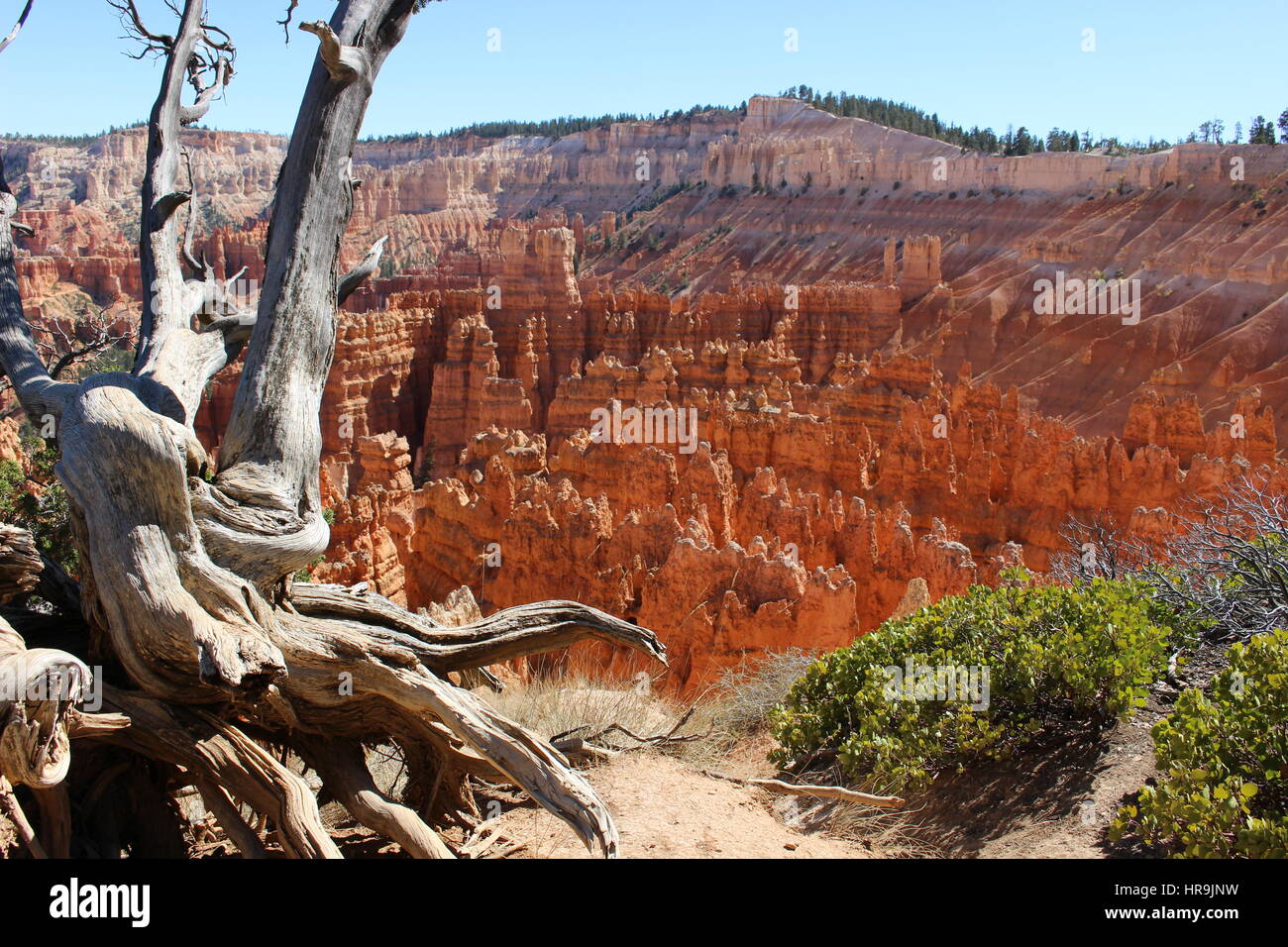 Bryce Canyon Stockfoto