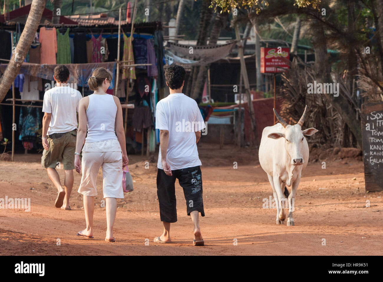 Auswärtige, Touristen, heilig, heilig, Hindu, Kuh, in der Nähe, Anjuna, Beach, Goa, Indien, Indian, Asia, asiatisch, Stockfoto