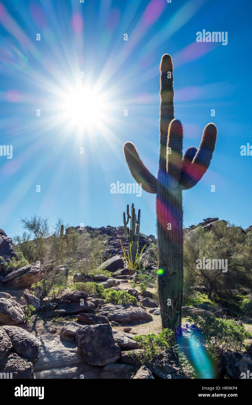 Eine Wüste Szene in South Mountain Park, Phoenix, Arizona. Stockfoto