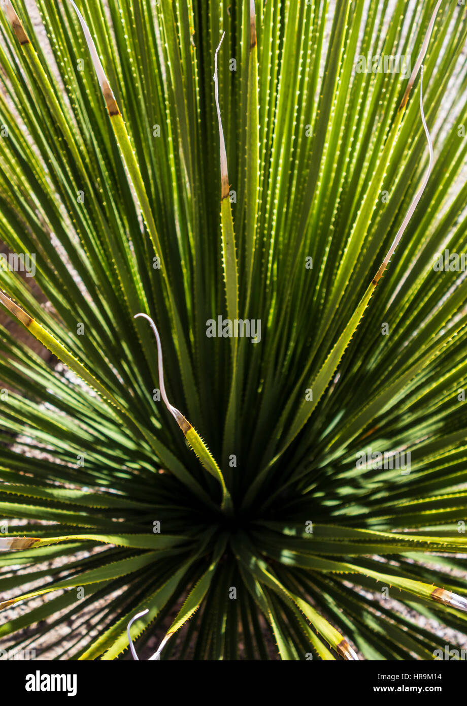 Schauen unten in der Mitte einer Yucca Pflanze. Stockfoto