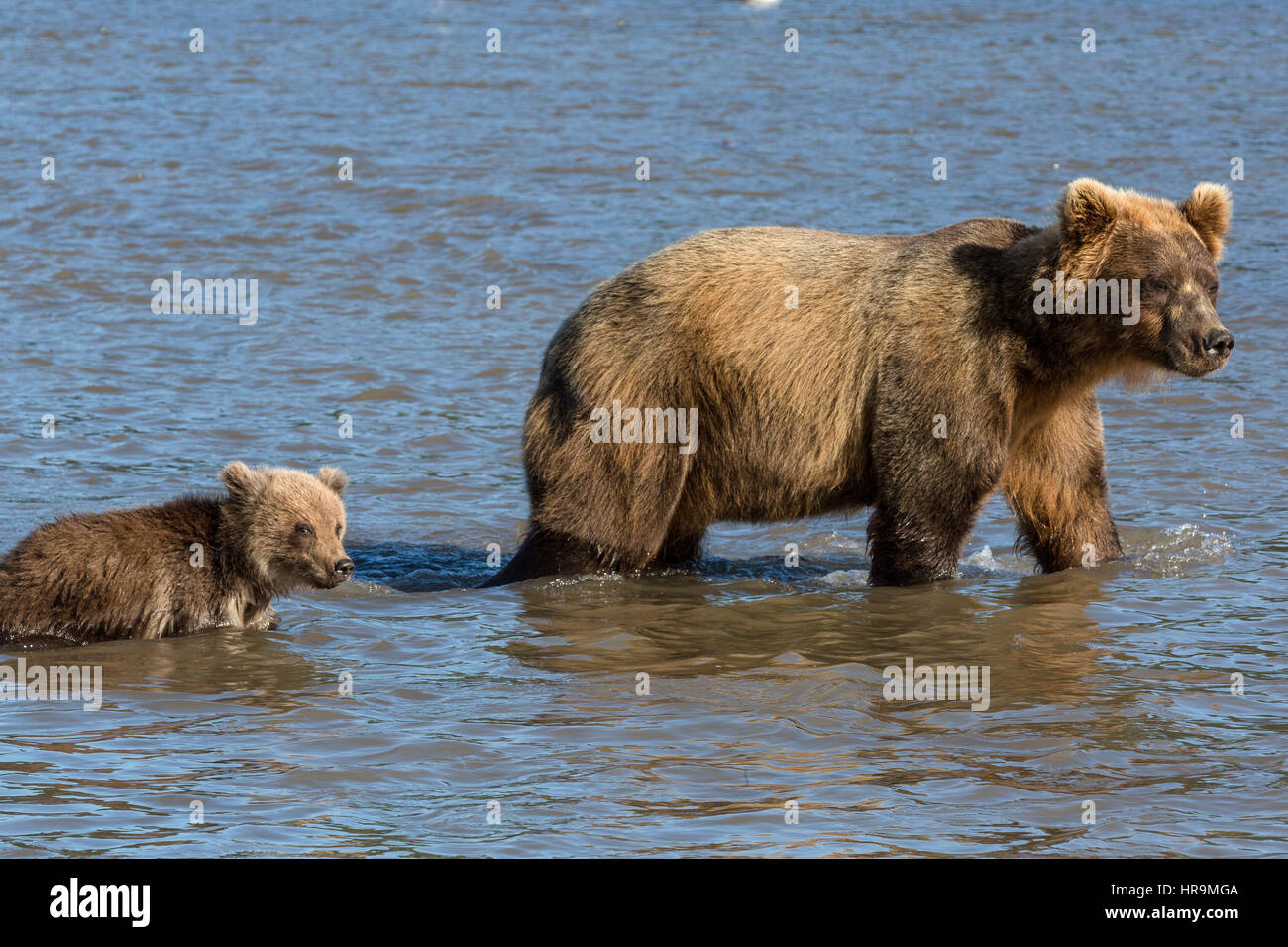 Mutter Bär und kleine Cub Angeln am Fluss in der Wildnis Stockfoto