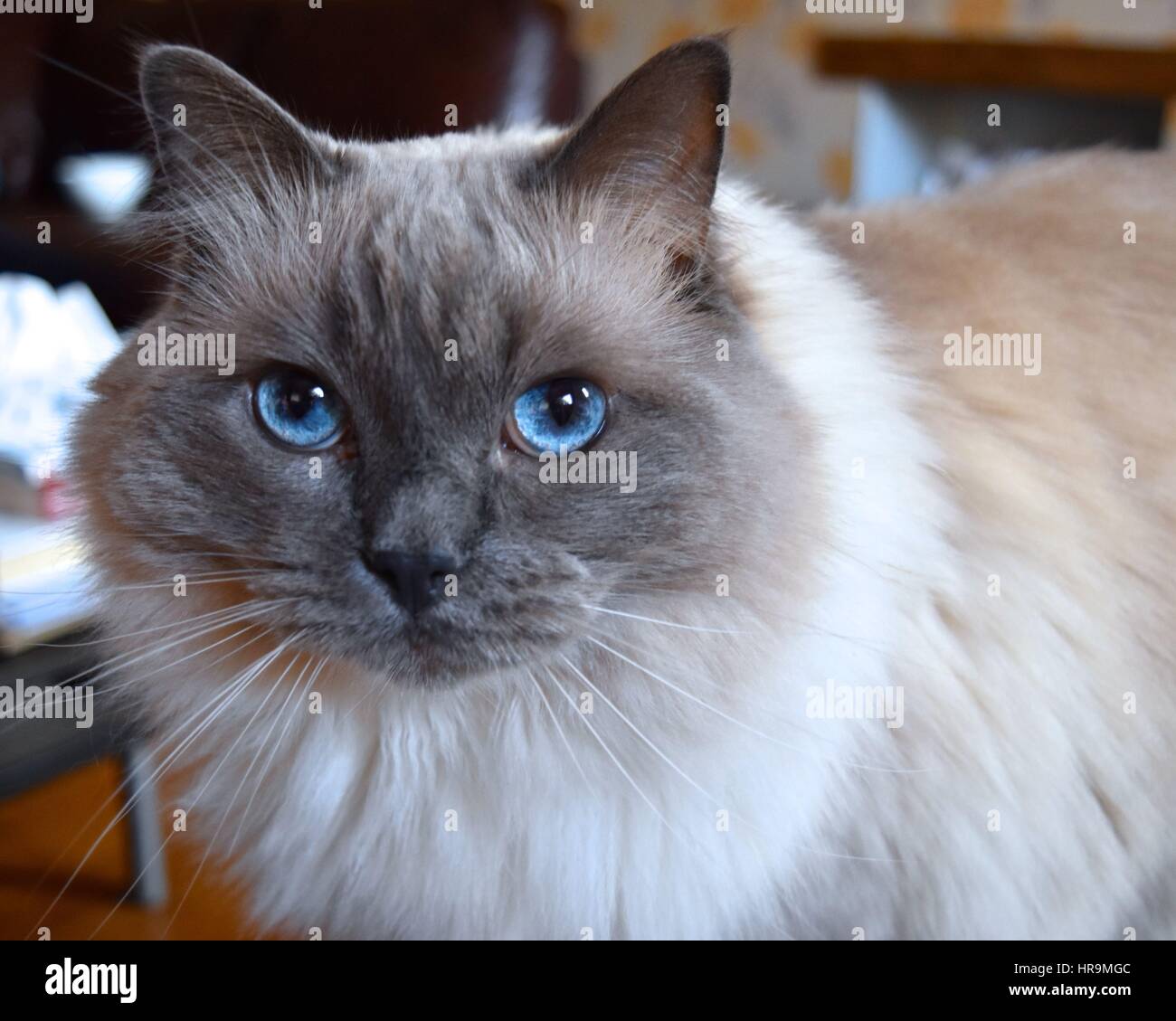 Ragdoll Katze sah mich an Stockfoto