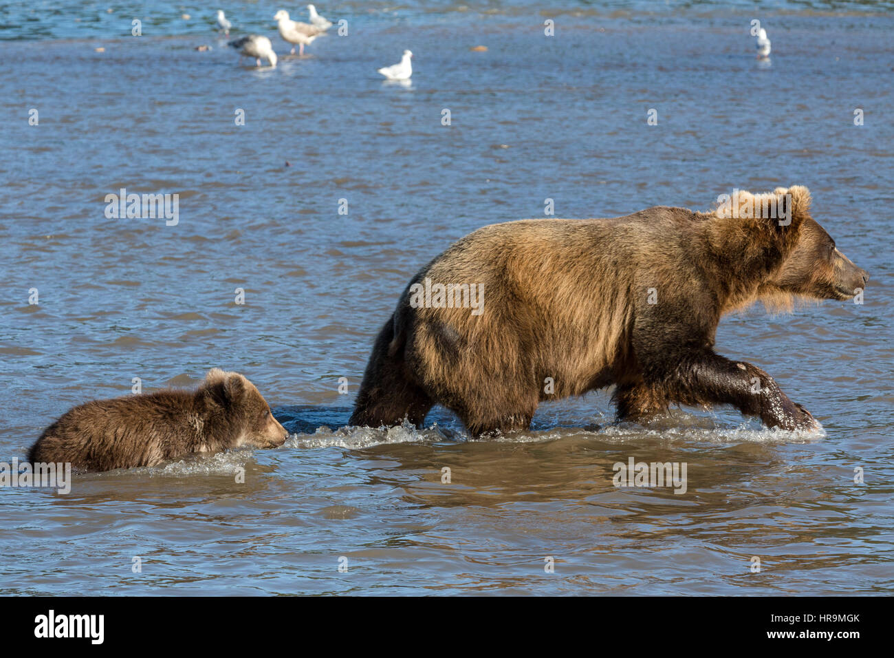 Mutter Bär und kleine Cub Angeln am Fluss in der Wildnis Stockfoto