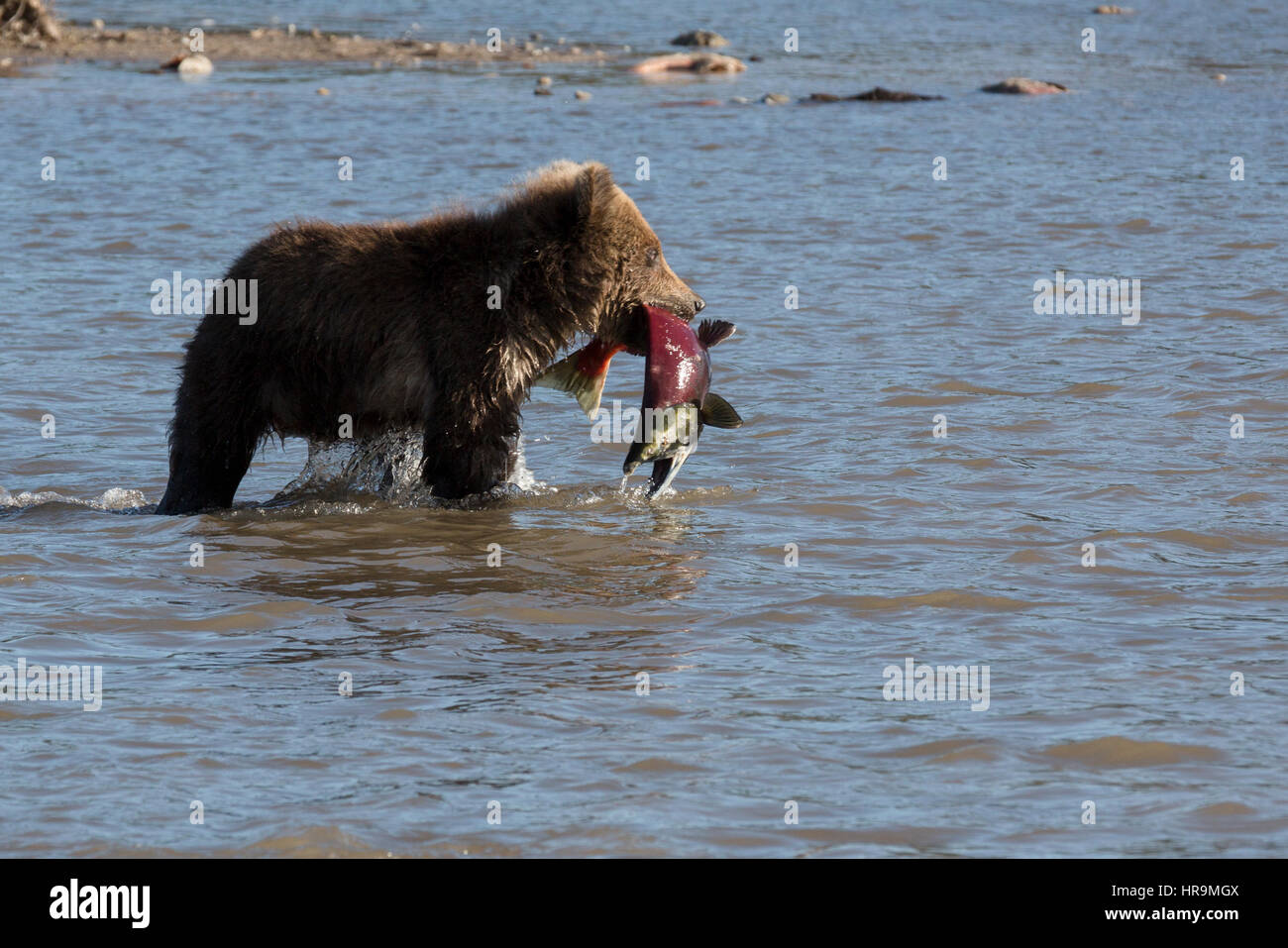 Ein wilde Braunbären isst Fisch im natürlichen Lebensraum Stockfoto