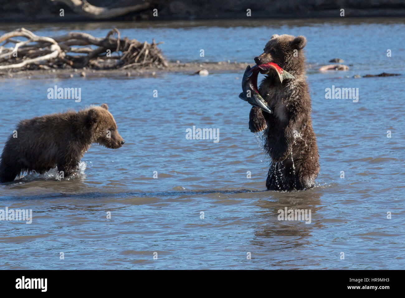 Eine wilde Brown Bear Cub isst Fisch im natürlichen Lebensraum Stockfoto