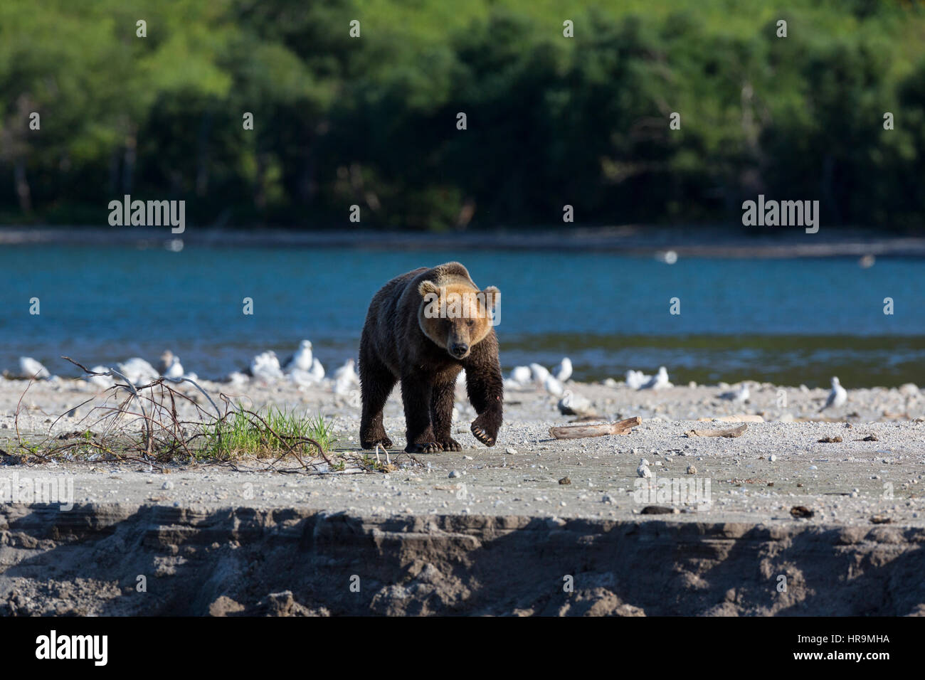 Ein wilder Bär Spaziergänge entlang des Ufers des Sees Stockfoto