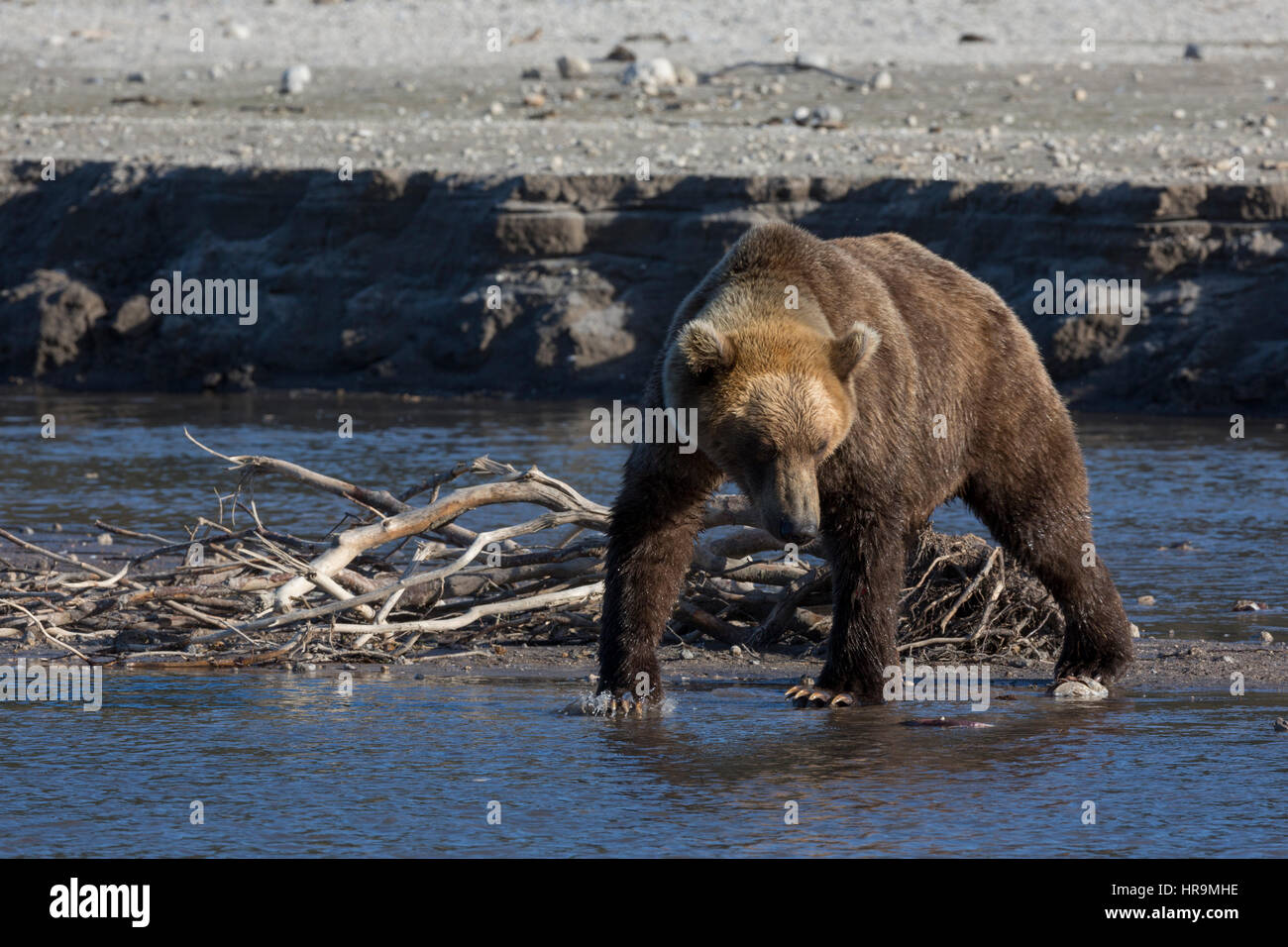 Ein wilde Braunbären ist Fischen in einem See in seinem Lebensraum Stockfoto