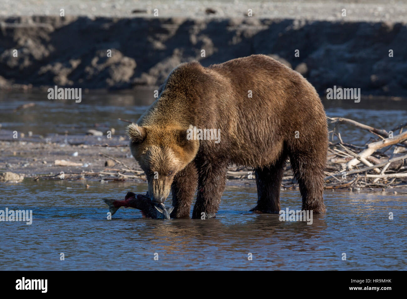 Blick auf Kurilen See und wilde Bären vor der Kulisse des Vulkans Iljinski in Kamtschatka Region Russlands Stockfoto