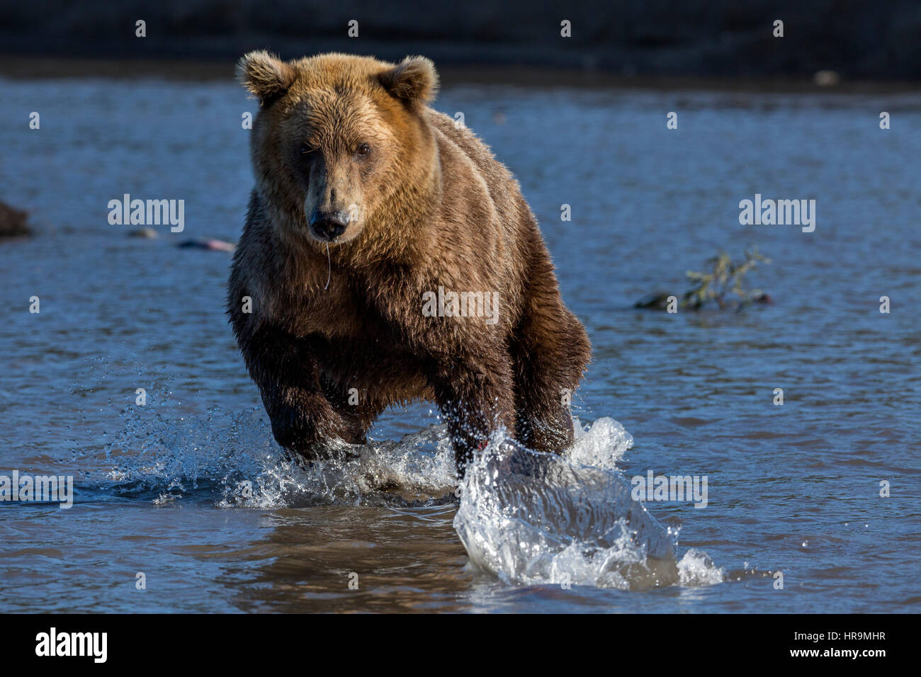 Ein wilde Braunbären ist Fischen in einem See in seinem Lebensraum Stockfoto
