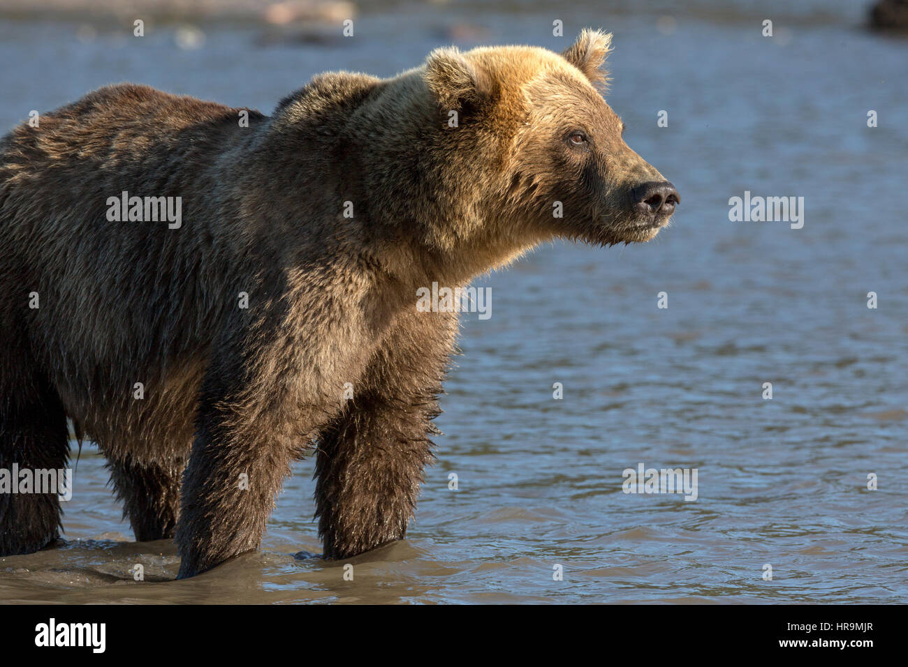 Braunbär Fang von Fischen in Kurilen See des südlichen Kamtschatka Wildlife Refuge in Russland Stockfoto