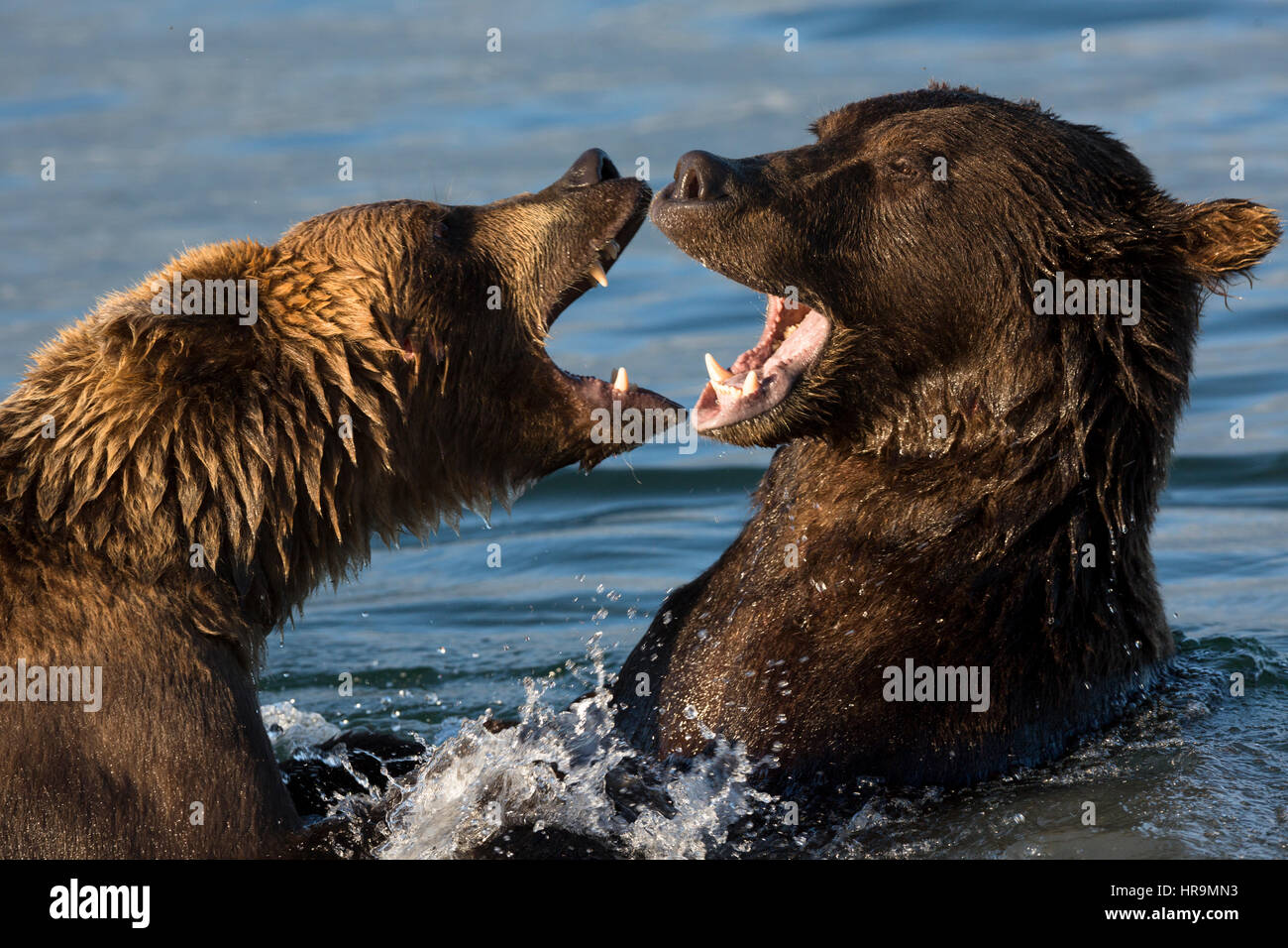 Ein paar wilde Bären spielen in einem See in ihrem natürlichen Lebensraum Stockfoto