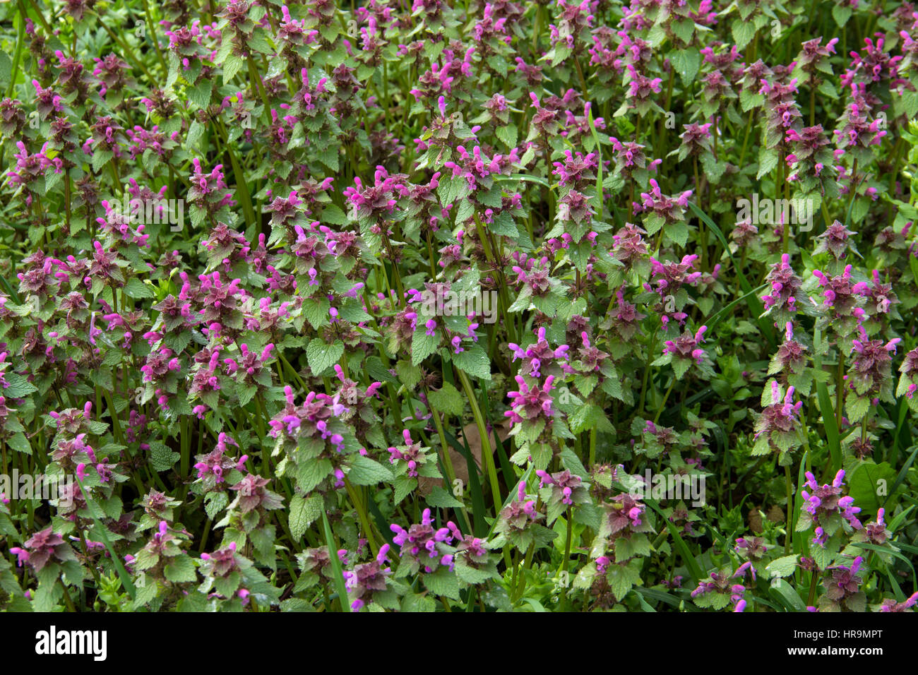 blühende Feld Stockfoto