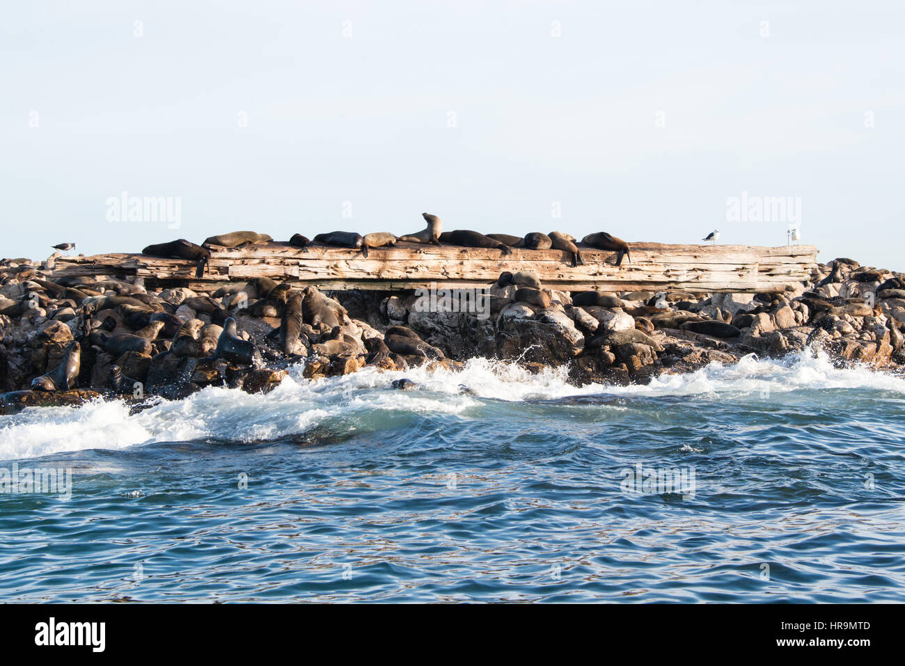 Kolonie von Robben auf Geyser Rock, Gansbaai Stockfoto