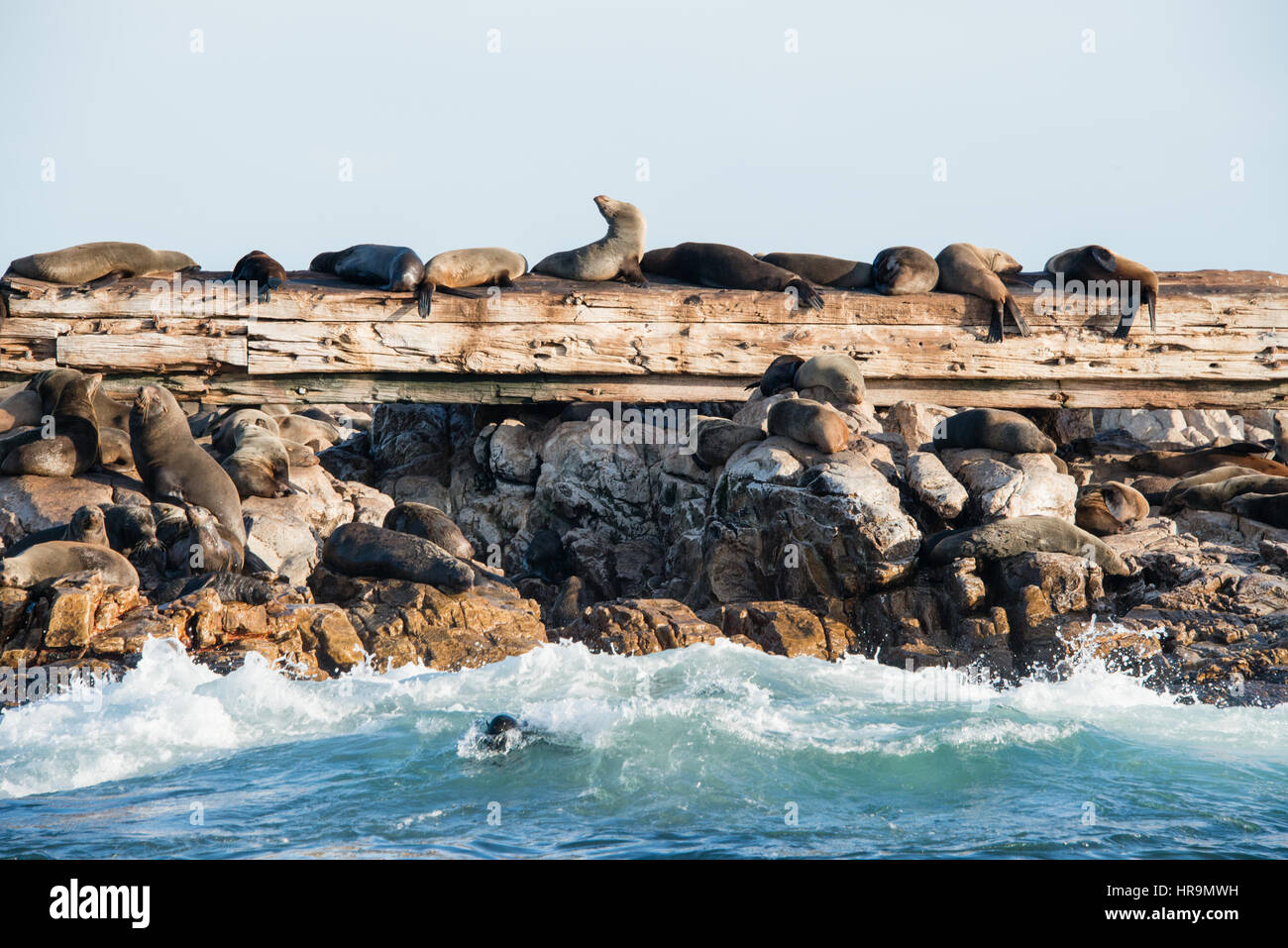 Kolonie von Robben auf Geyser Rock, Gansbaai Stockfoto