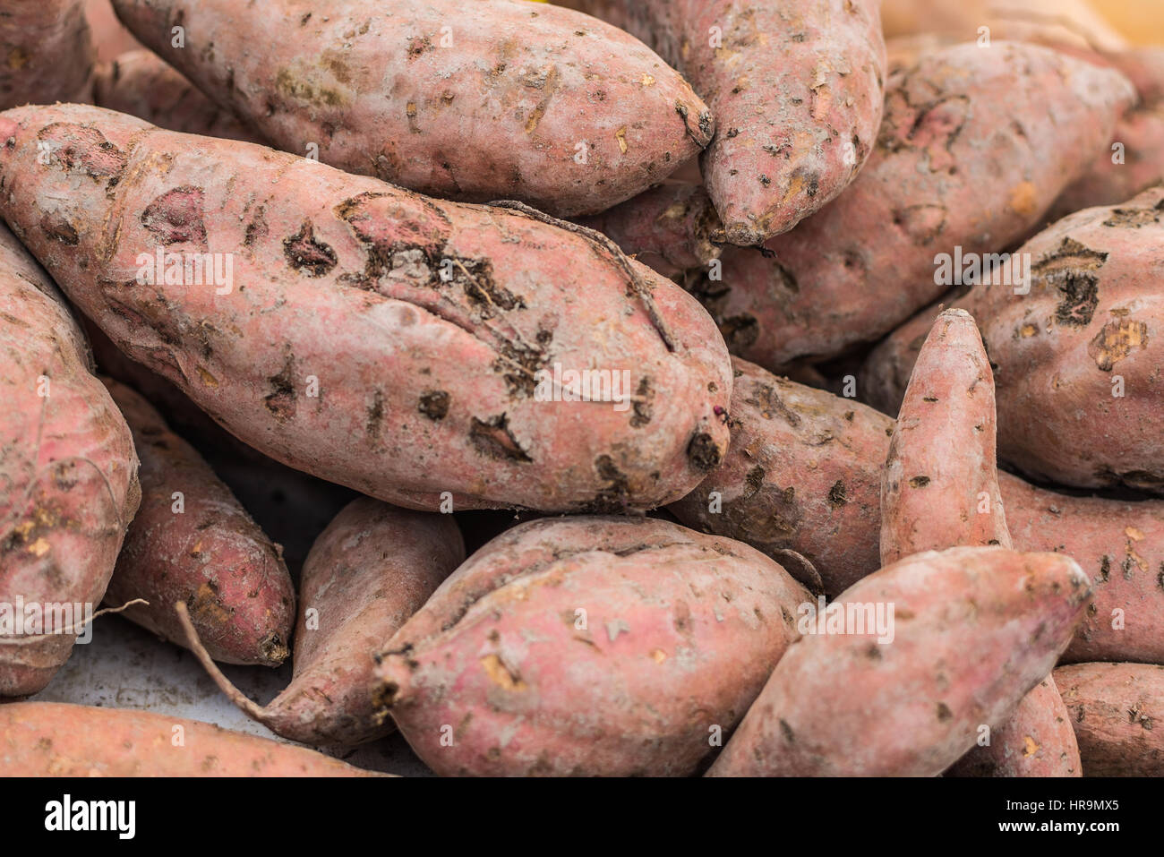 Gesunde und frische süße Potatpos Batatas auf einem lokalen Markt Stockfoto