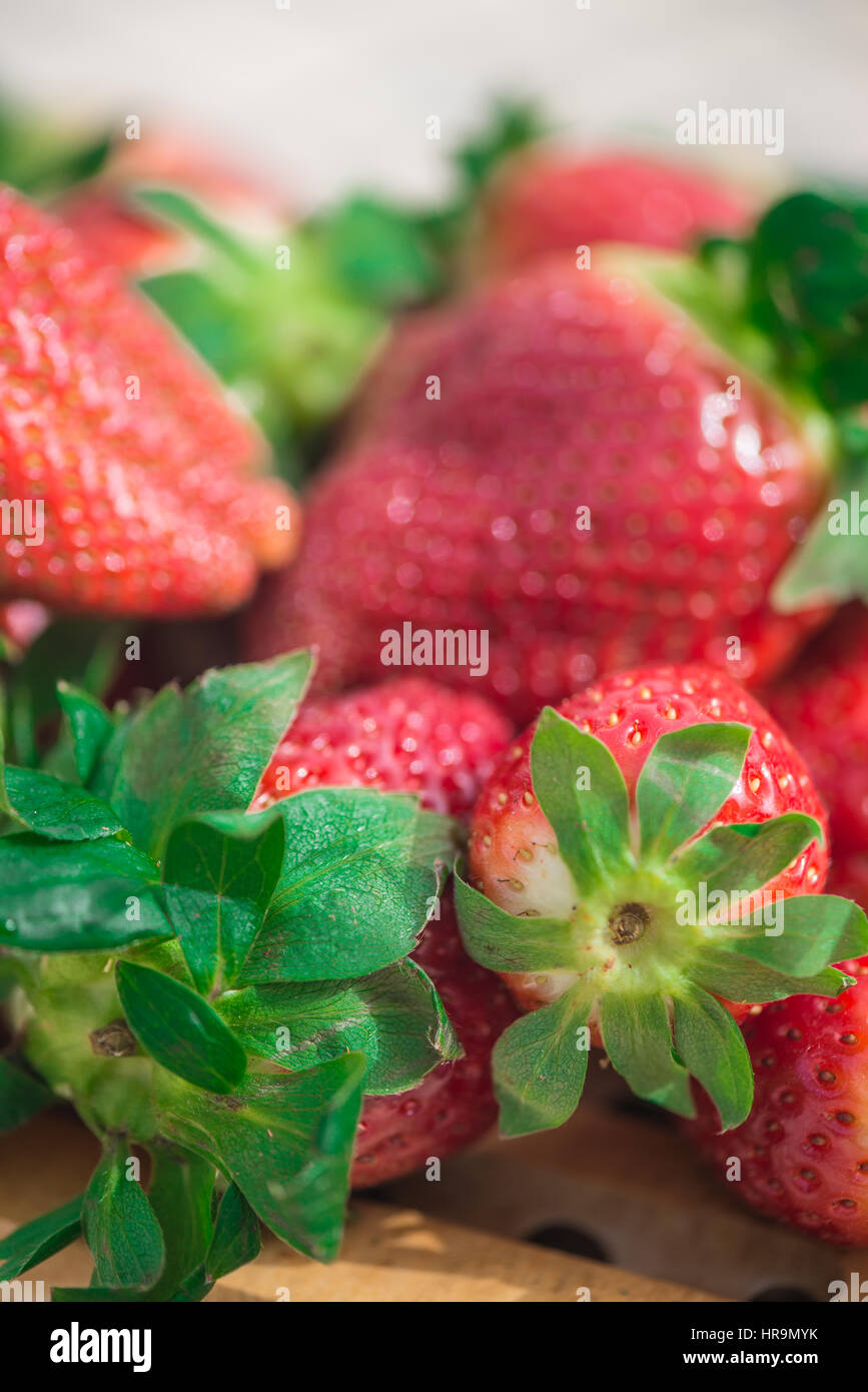 Spanische rote Erdbeeren an einem sonnigen Tag Stockfoto