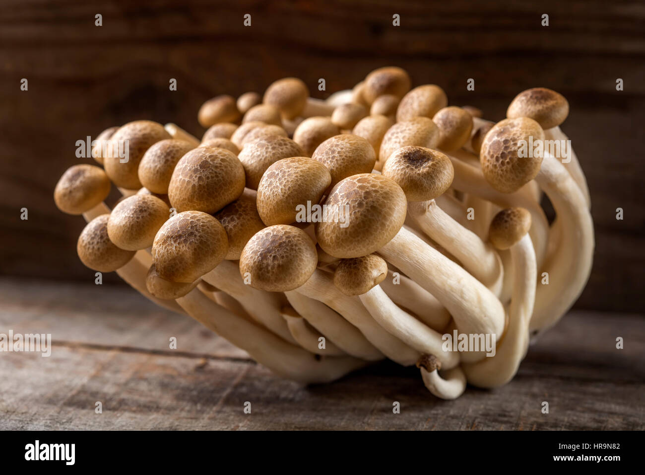 Shimeji Pilze braune Sorten auf hölzernen Hintergrund Stockfoto