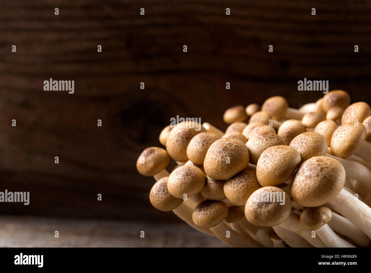 Nahaufnahme von Shimeji Pilze braune Sorten auf hölzernen Hintergrund mit Textfreiraum Stockfoto