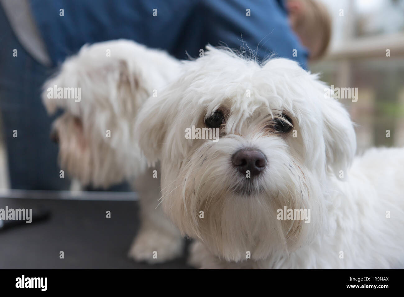 Das Paar weiße Hunde steht auf dem Trimmtisch. Die niedliche Hund im  Vordergrund blickt auf die Kamera Stockfotografie - Alamy