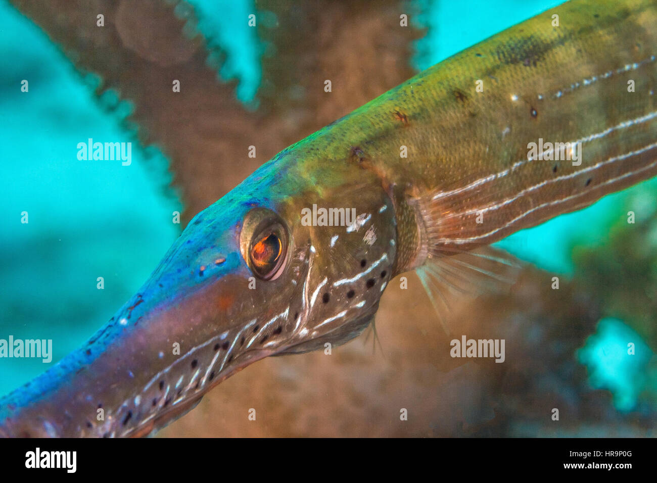 Trumpetfish, Aulostomus Maculatus, ist ein lang-bodied Fisch mit umgedrehten Mund Stockfoto