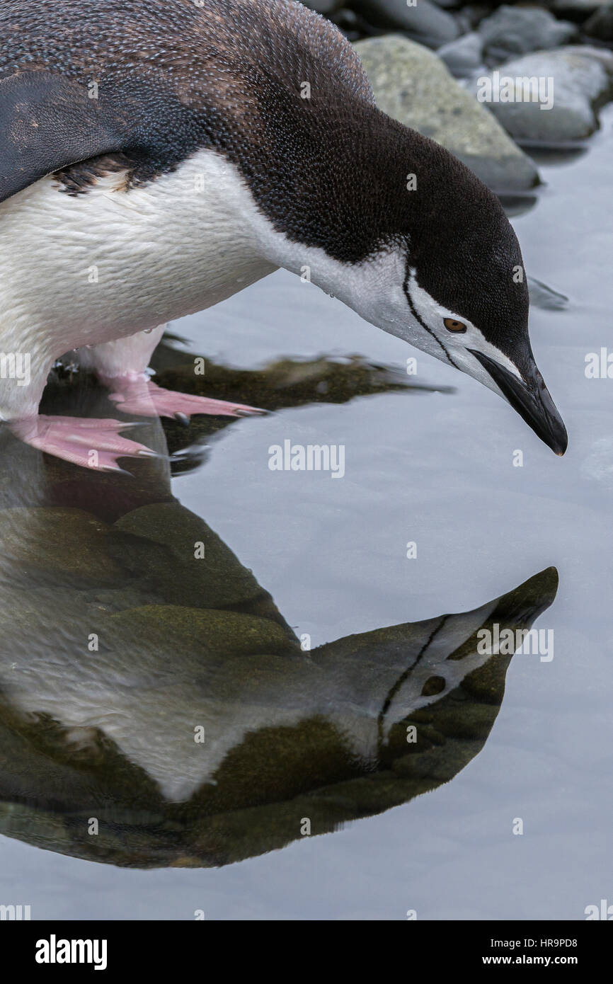 ALK Zügelpinguinen (Pygoscelis Antarcticus) und ihre Reflexion in einer Lache des Wassers an der Küste in der Antarktis. Stockfoto