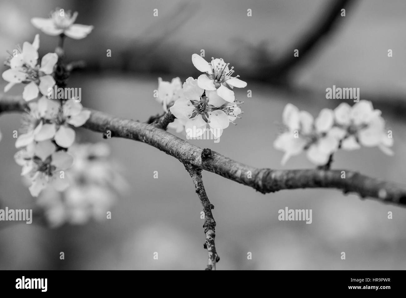 Blüten auf einem Baum in North Carolina. Stockfoto