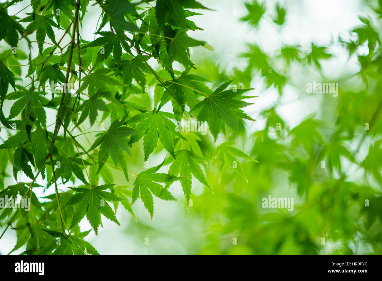 Acer Palmatum, japanischer Ahorn oder glatte Japanisch-Ahorn, genannt ist eine Art von woody Pflanze aus Japan Stockfoto