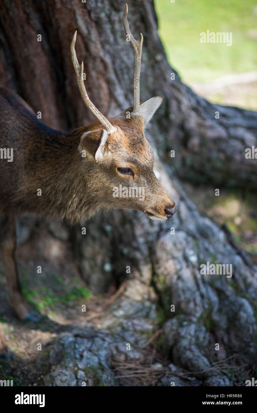 Hirsch von Nara, der Hirsch von Japan Stockfoto