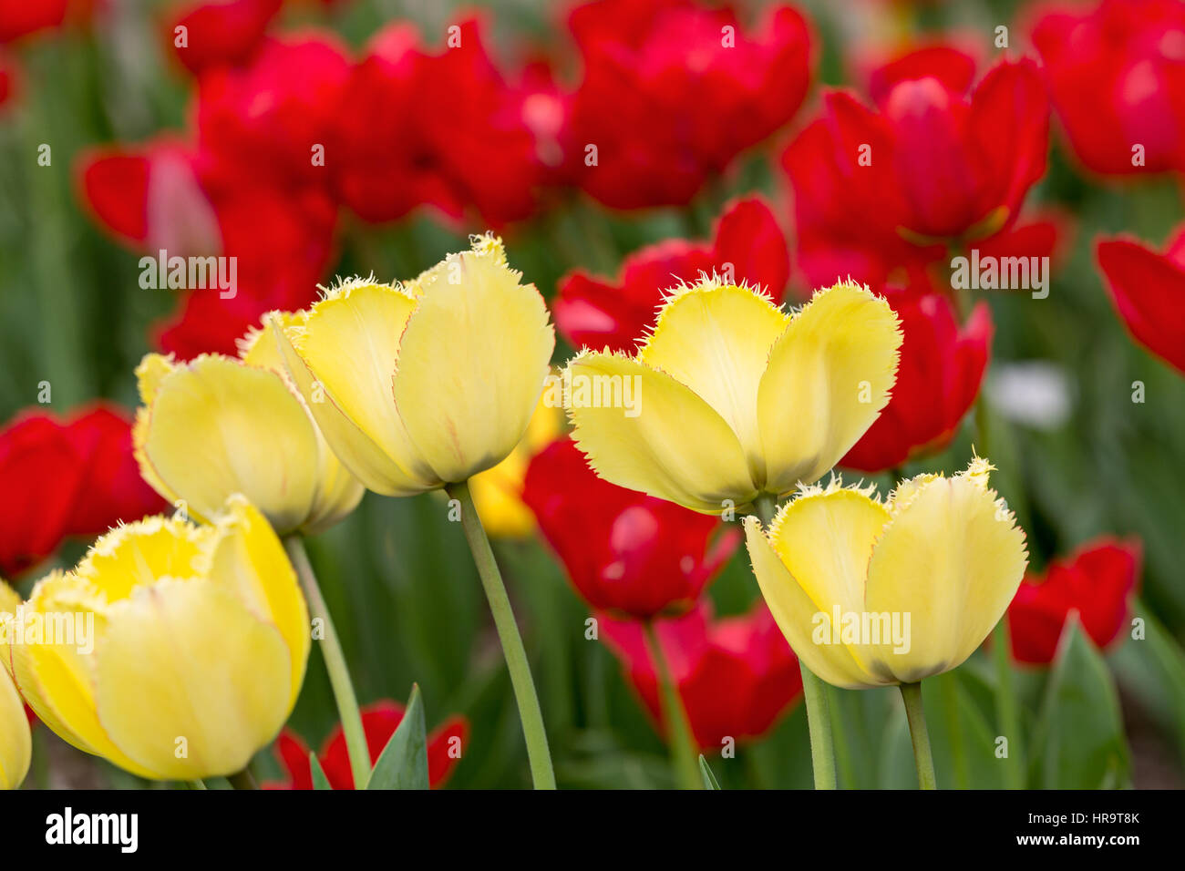 Tulpenfeld im Frühjahr. frische gelbe und rote Tulpen Closeup wächst. Stockfoto