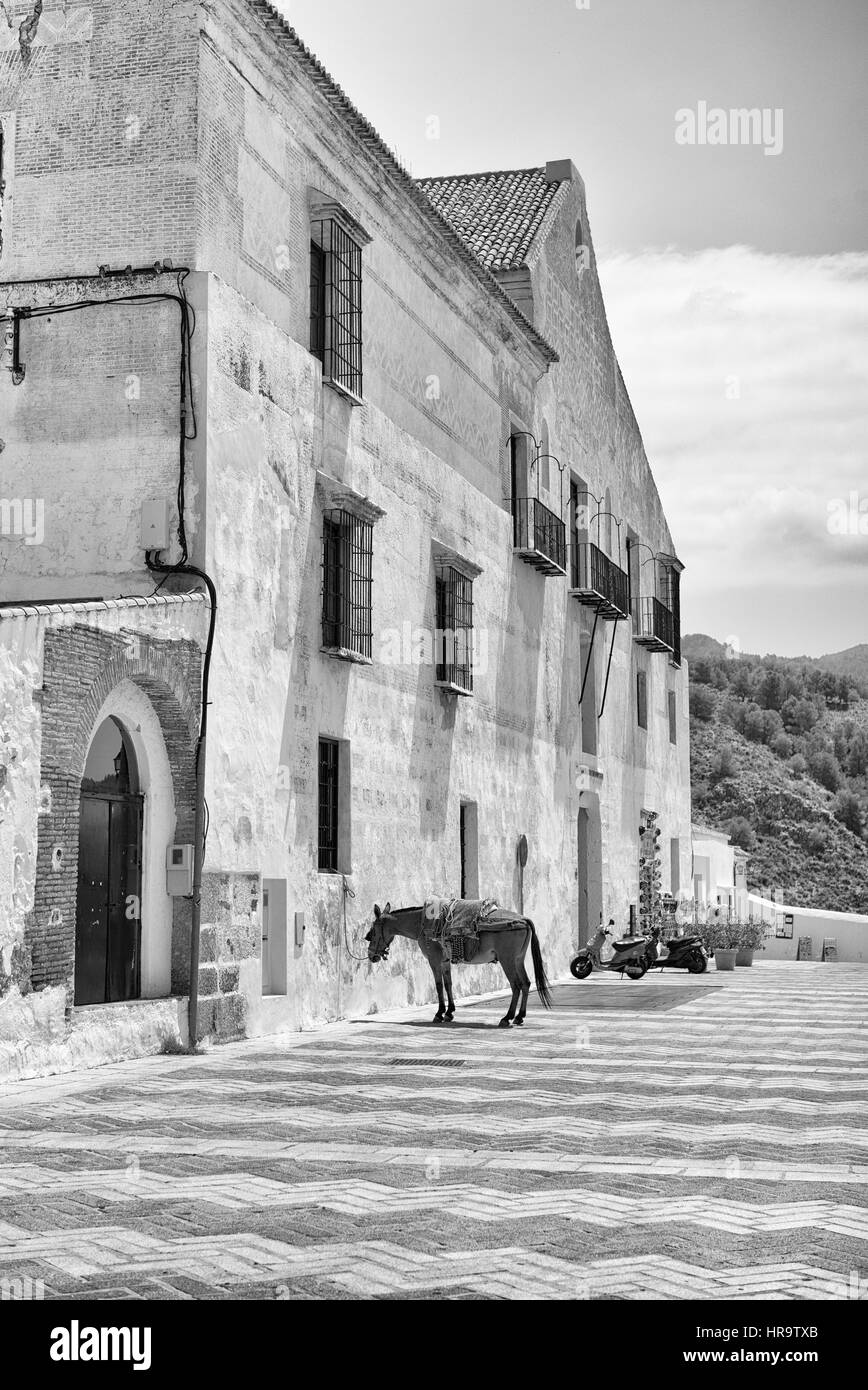 Esel stehend in der Hitze in Frigiliana vor dem Gebäude El Ingenio Stockfoto