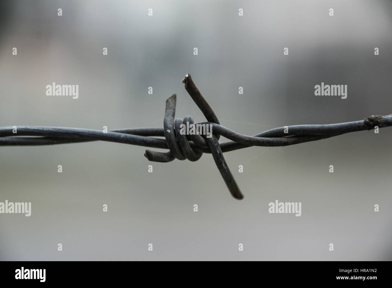 Makro-Aufnahmen Stacheldraht Stockfoto