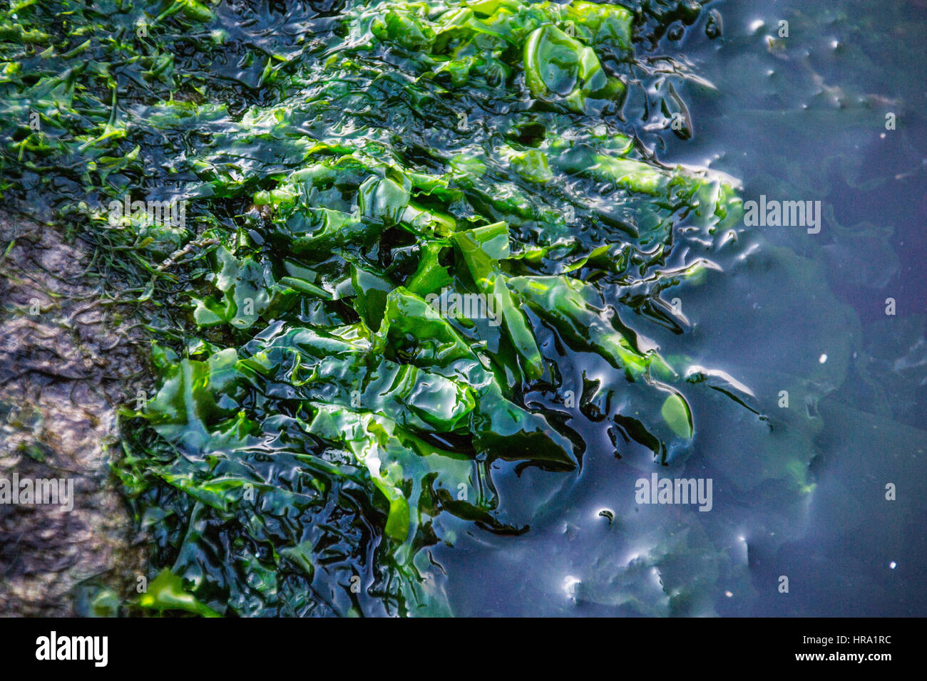 Makro schießen Alge auf Felsen Stockfoto