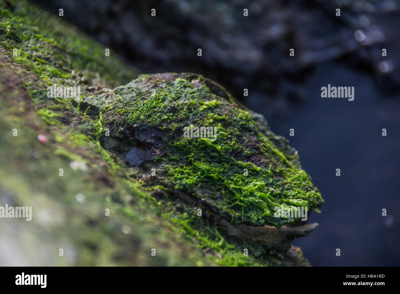 Makro schießen Alge auf Felsen Stockfoto