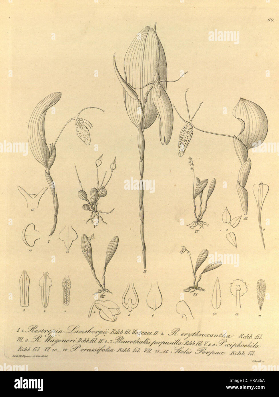 Restrepia Lansbergii-R. Elegans-R. Wageneri Platystele Perpusilla-Trichosalpinx Xiphochila-Anathallis Minutalis-Stelis Porpax - Xenia 1-60 (1858) Stockfoto