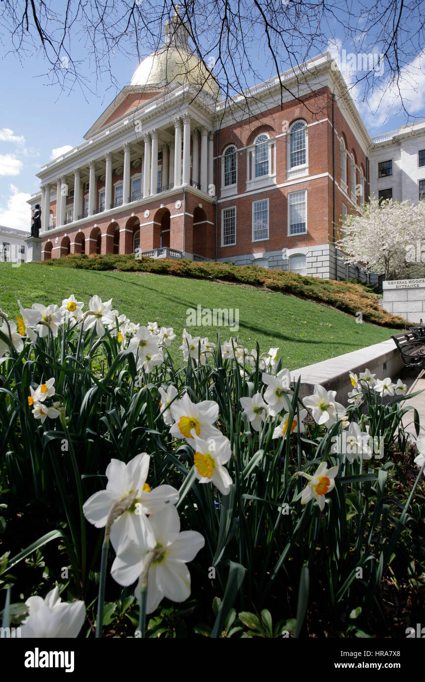 Narzissen, Massachusetts State House, Frühling Stockfoto