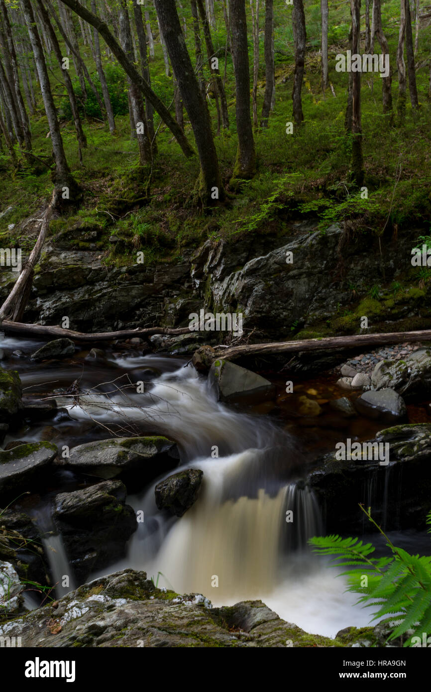 Schottland, fließendes Wasser im Wald in der Nähe von Comrie, Langzeitbelichtung Stockfoto