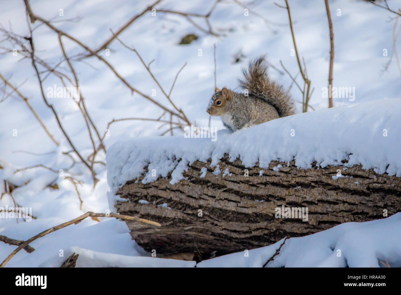 Graue Eichhörnchen im Schnee Stockfoto
