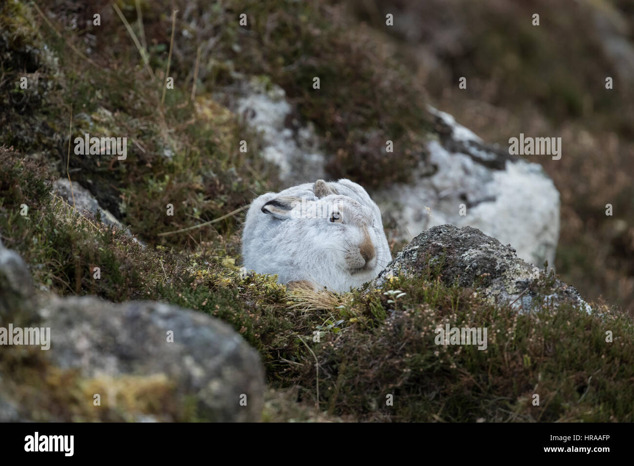 Berg-Hase-Cairngorms-Nationalpark Stockfoto