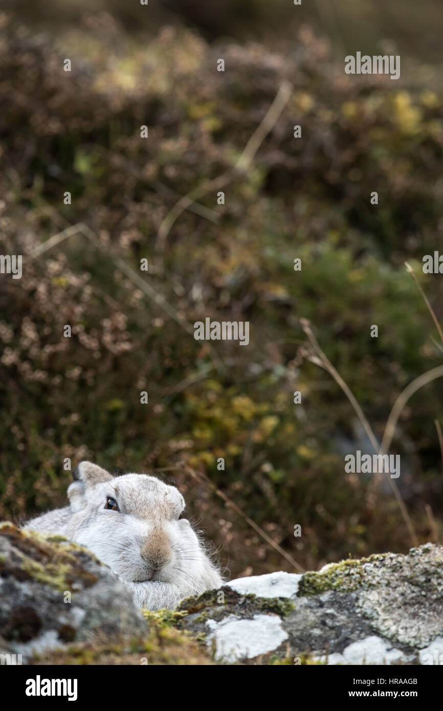 Berg-Hase-Cairngorms-Nationalpark Stockfoto