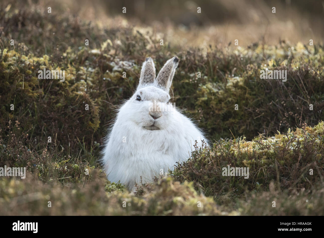 Berg-Hase-Cairngorms-Nationalpark Stockfoto